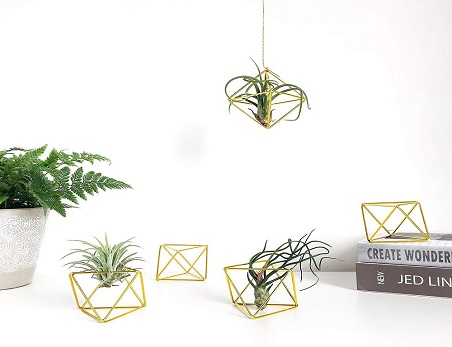 Terrarium Multipurpose Air Plants Holder