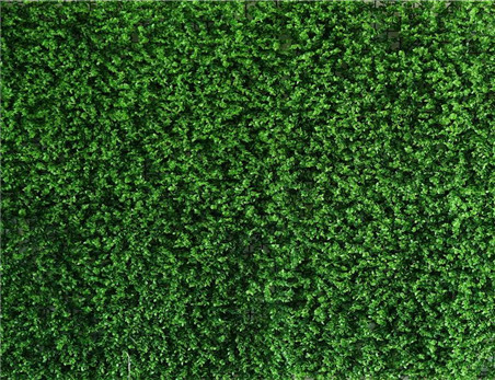 Professional Artificial Green Plant Wall Panel Outdoor Decoration for Banquet Party Home Wedding Supplier